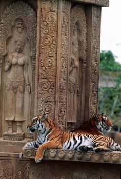 two tigers laying on the ground in front of an intricately carved wall and statue