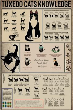 a poster with cats and their names on it's side, including the words tuxedo cats knowledge