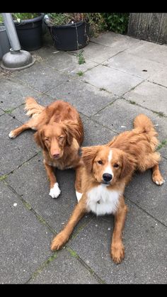 two brown and white dogs laying on the ground