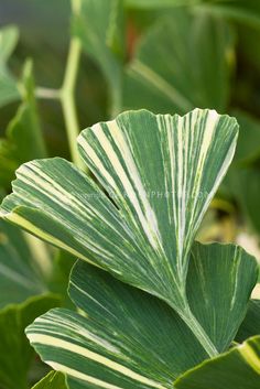 a large green leaf with white stripes on it's back leaves are in the foreground