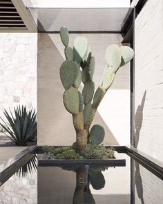 there is a cactus in the center of this glass table with its reflection on the water