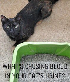 a black cat laying on the floor next to a litter box with sand in it