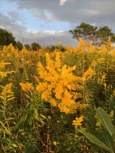 the yellow flowers are blooming in the field