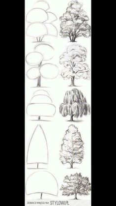 several different types of trees drawn in pencil