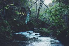 a river running through a forest filled with lots of green plants and trees on both sides