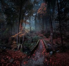 a path in the middle of a forest with lots of trees and leaves on it