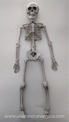 a skeleton is shown with its arms and legs extended to show the lower half of it's body