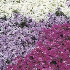 purple and white flowers are growing in the ground