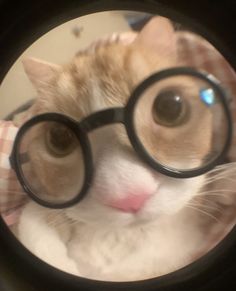 a close up of a cat wearing glasses