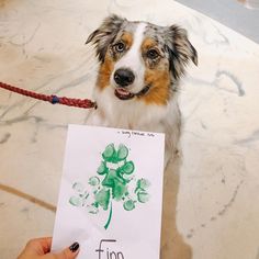 a dog holding up a sign that says fun for st patrick's day with clovers on it