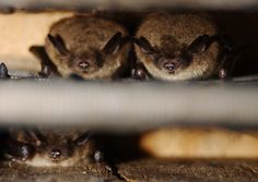 three small bats are sitting in a caged area, looking at the camera man