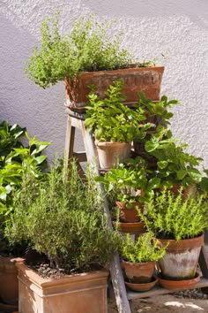 there are many potted plants on the steps