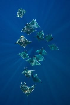 a group of stingfish swimming in the blue water with sunlight shining through them's wings