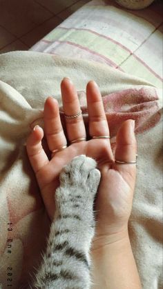 a person holding a cat's paw on top of a bed