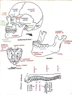 a diagram of the human skull and bones