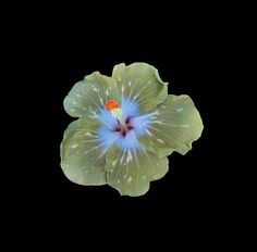 a green flower with blue and yellow petals on it's center, against a black background