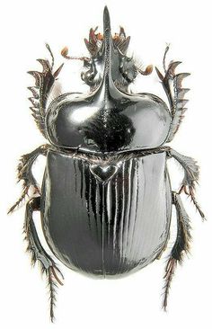 a shiny black beetle with long legs and large horns on it's back end