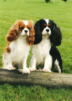 two puppies sitting on top of a log in the grass next to each other