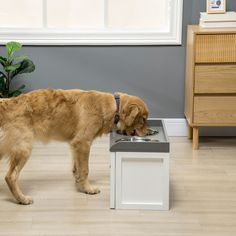 a large brown dog standing next to a water dish on top of a wooden floor