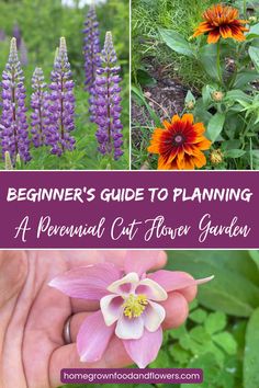 the beginner's guide to planning a perennial cut flower garden with pictures of flowers