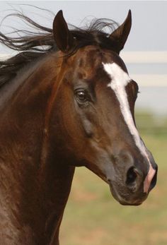 a brown horse standing on top of a lush green field