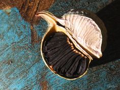 a close up of an insect in a shell on a wooden surface with blue and brown paint