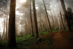 the sun shines through the foggy trees on a trail in a forest filled with tall