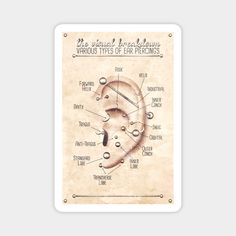 a diagram of the different types of ear piercings on a piece of parchment paper