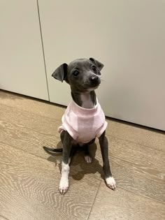 a small black and white dog wearing a pink shirt sitting on top of a wooden floor