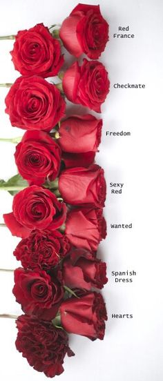 red roses are arranged in the shape of a line on a white background with words describing their names