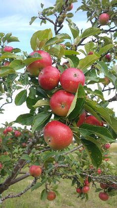 an apple tree filled with lots of red apples