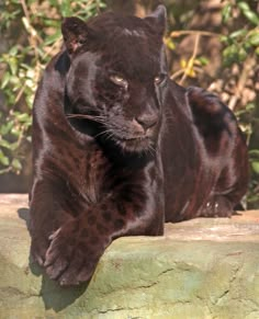 a large black panther laying on top of a rock