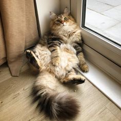 a cat laying on its back in front of a window