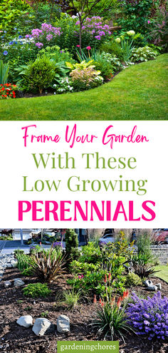 15 Enchanting Low-Growing Perennials to Beautify Your Garden Borders and Pathways Low Growing Perennial Border Plants, Landscape Ideas Perennials, Perennial Flower Beds In Front Of House, Perennial Border Design, Perineal Landscaping Ideas, Low Growing Perennials, Chaos Gardening, Perennial Garden Ideas, Boarder Plants