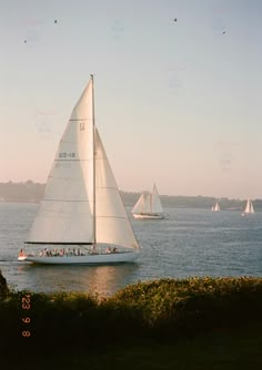 several sailboats are sailing in the water on a sunny day with blue sky and green bushes