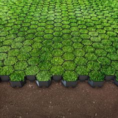 green grass growing in the ground through a wire mesh fence, with black metal brackets on each side