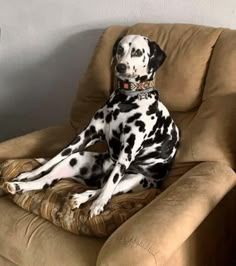 a dalmatian dog sitting on top of a brown chair