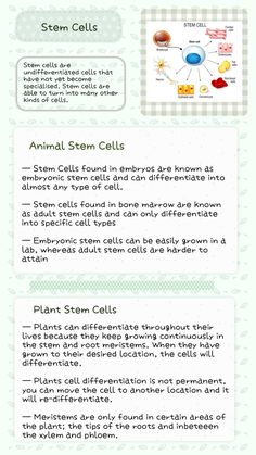 Stem Cells notes, biology, high school notes, GCSE Stem Cell Notes, Stem Cells Notes, High School Notes, Biology High School, Biology Topics, Gcse Notes, School Revision, Notes Biology