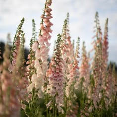 pink and white flowers in the middle of a field