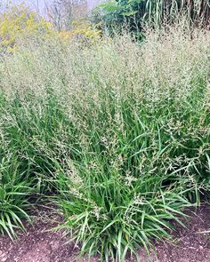 some very pretty plants in the dirt