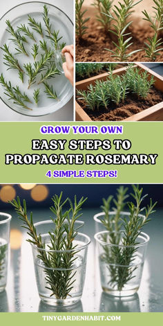 the steps to growing rosemary plants in glass cups