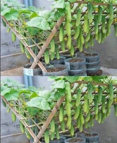 there are many potted plants in the planter and one has green leaves on it