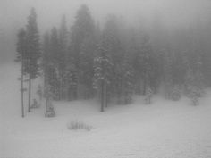 snow covered trees in the woods on a foggy day