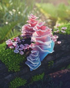 some pink and blue flowers sitting on top of a log