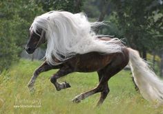 a brown and white horse with long hair running through the grass in front of trees