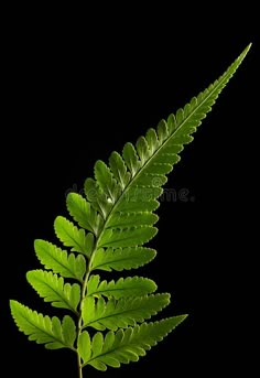 a green fern leaf is shown against a black background royalty images and clippings