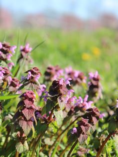 some purple flowers are growing in the grass