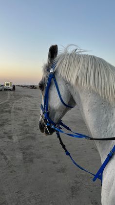 a white horse with blue bridle standing in the middle of an empty parking lot