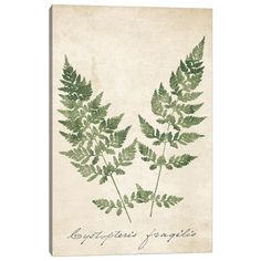 two green leaves on a white background canvas print