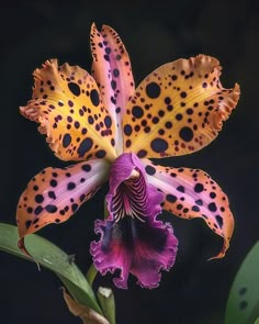 a purple and yellow flower with spots on it